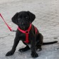 Jiro con un mes y tres semanas de paseo